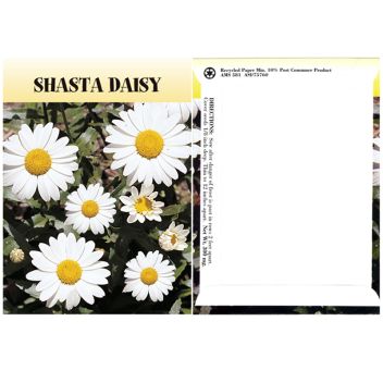 Shasta Daisy Seeds