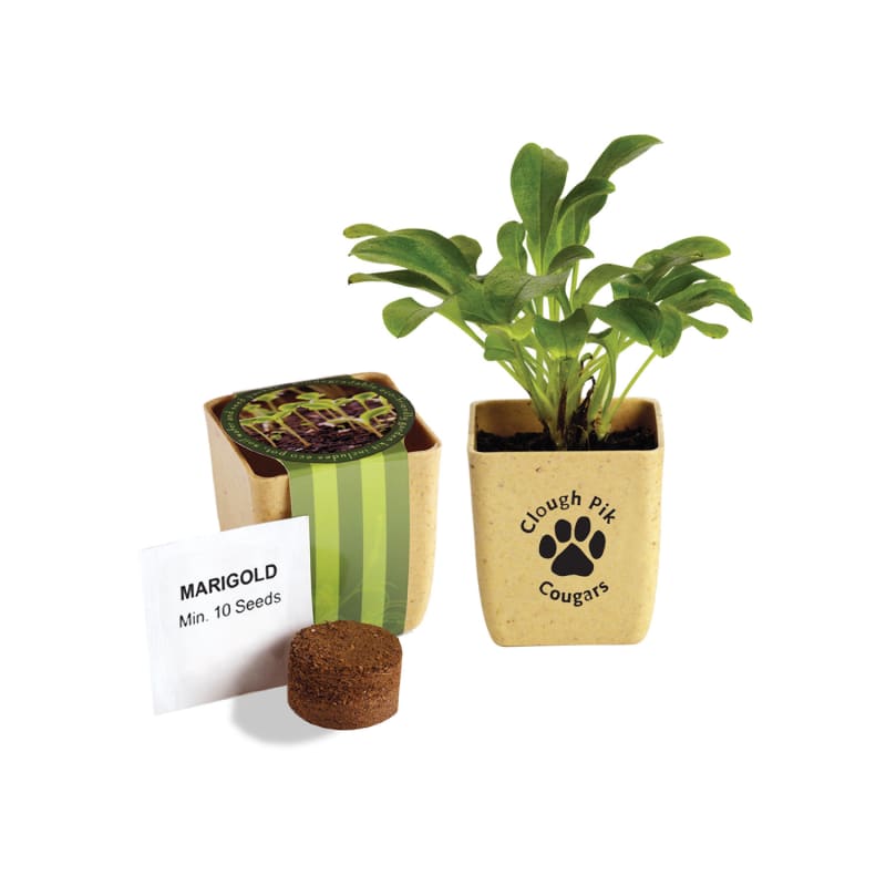 Flower Pot Set With Marigold Seeds